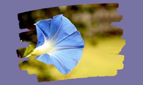 Psycho-Spiritual Experience Inventory (P-SEI) Questionnaire (Second Version 2023)