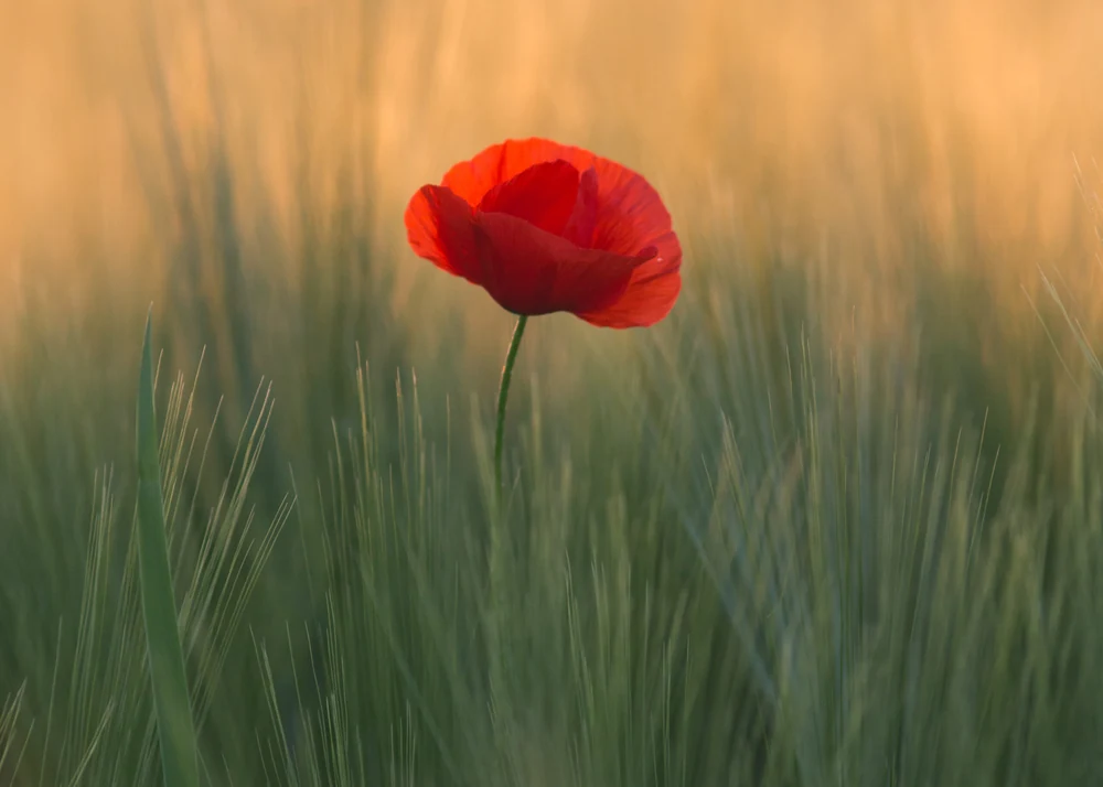 Exploring the Psychology of War by Serge Beddington-Behrens